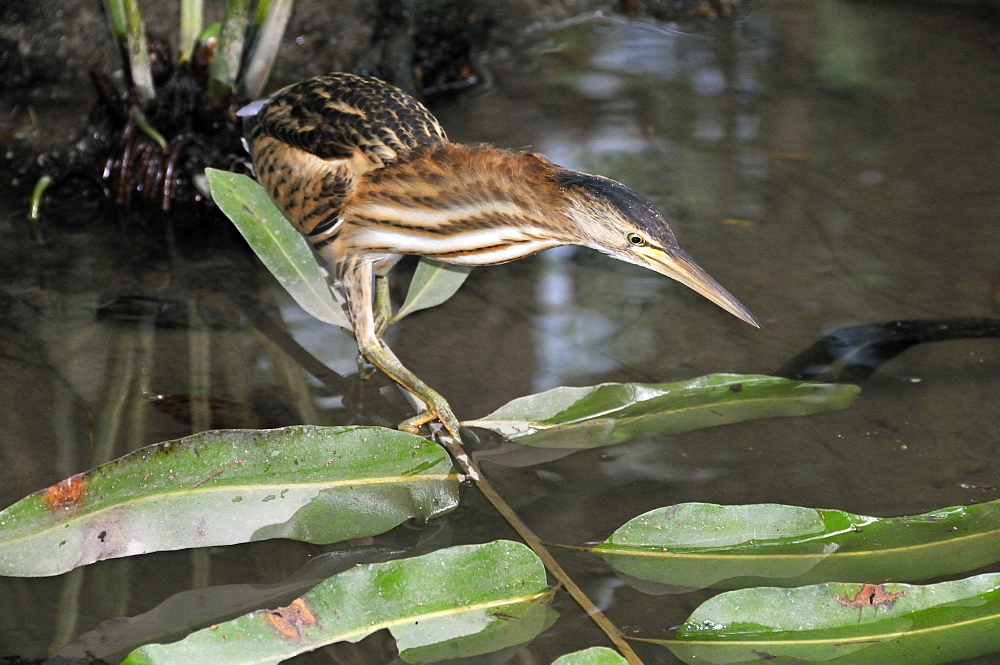 Ixobrychus minutus, Little Bittern