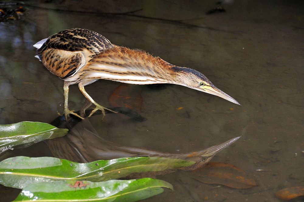 Ixobrychus minutus, Little Bittern