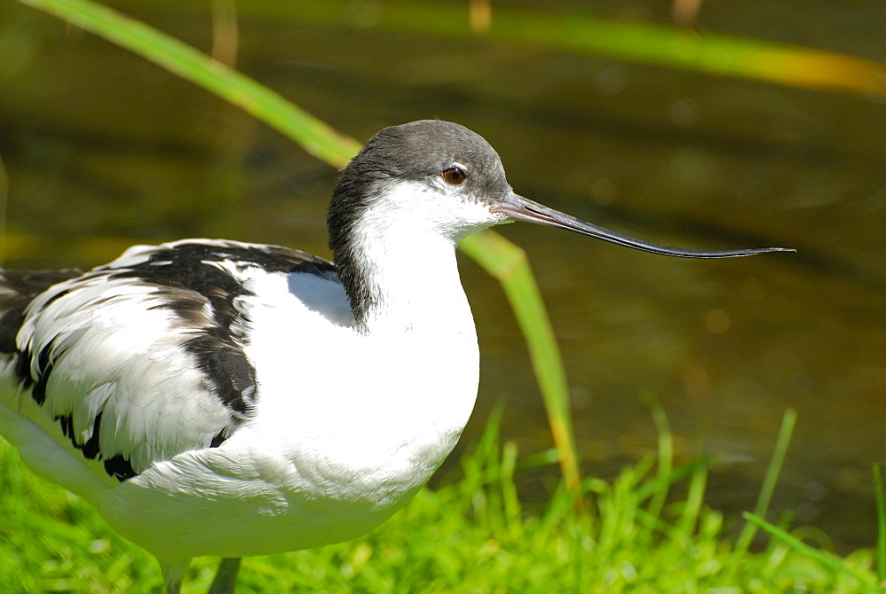 Recurvirostra avosetta, Pied Avocet