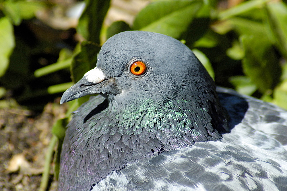 Columba livia, Rock Pigeon