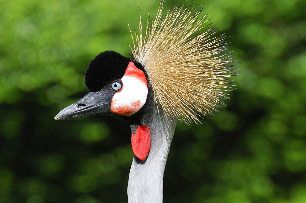 Balearica regulorum, Grey Crowned Crane