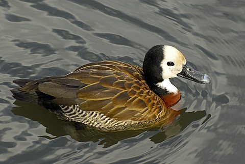 White-faced Whistling Duck, Dendrocygna viduata