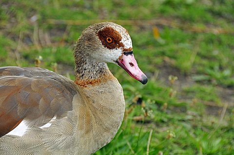 Alopochen aegyptiacus, Egyptian Goose