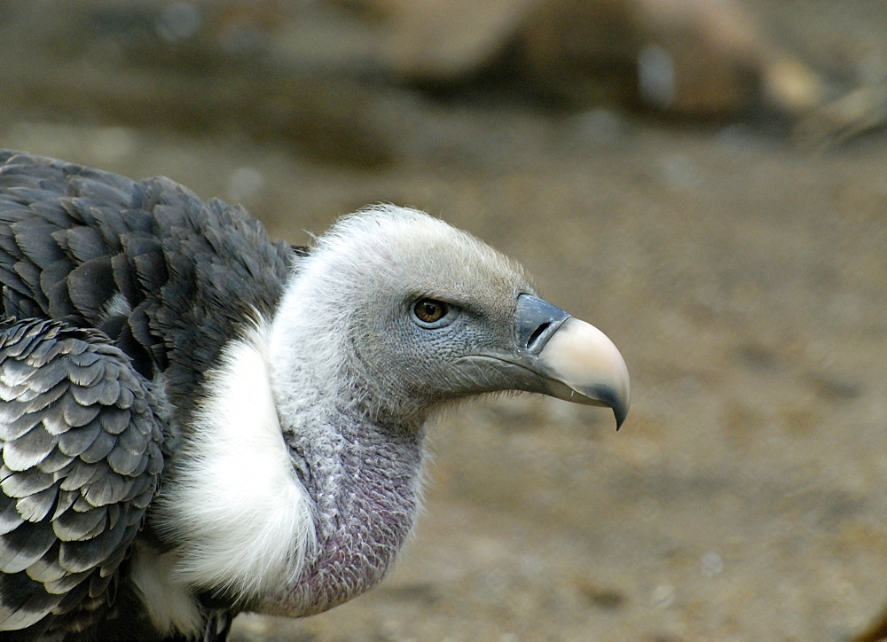 Gyps rueppellii, RÃ¼ppell's Vulture