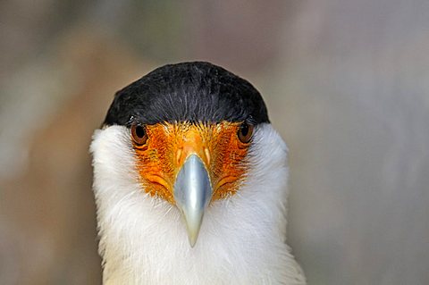 Polyborus plancus, Southern Caracara