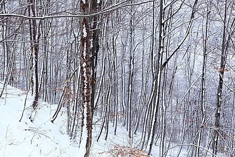 Snow in the wood, Valsassina, Lombardy, Italy