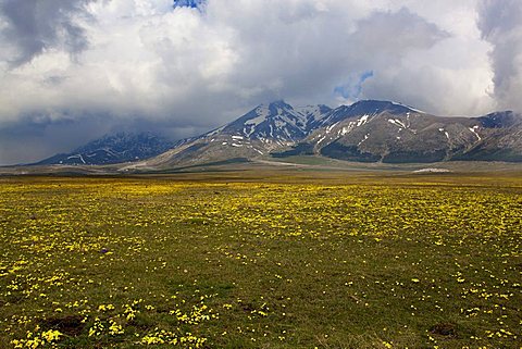 Viola eugeniae, Viola calcarata var. eugeniae, Campo Imperatore, Abruzzo, Italy