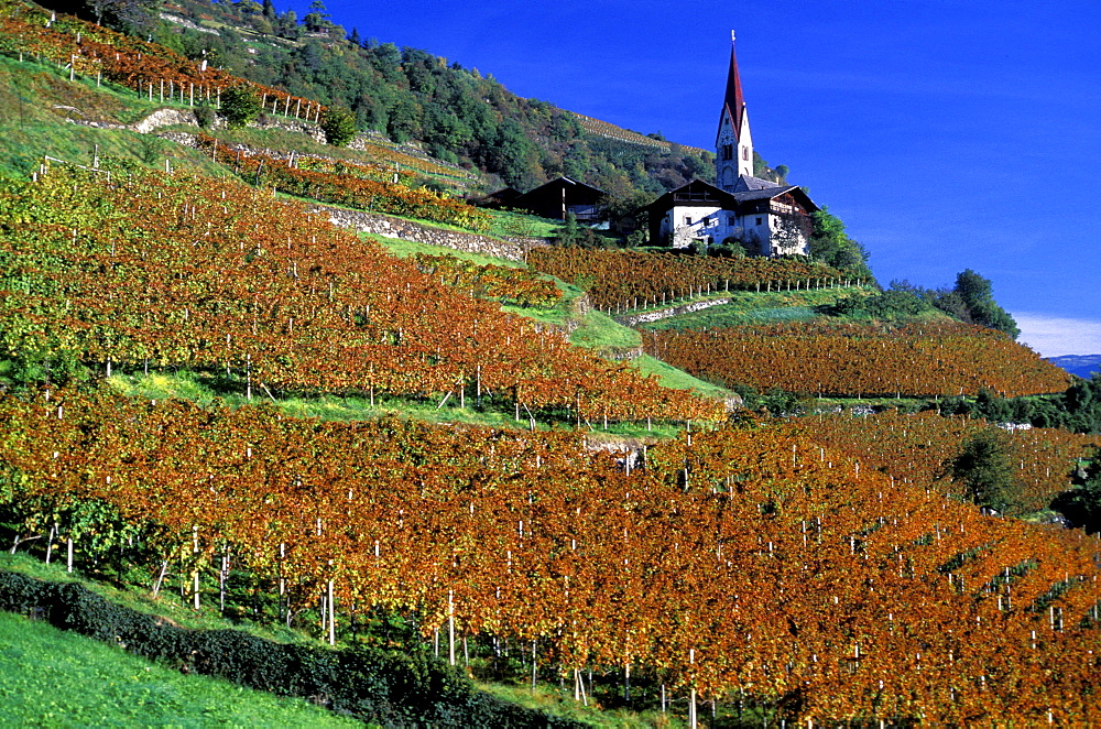Vineyard, Bressanone, Alto Adige, Italy