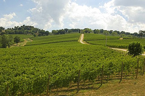 Vineyards, Cantine Arnaldo Caprai, Montefalco, Umbria, Italy, Europe