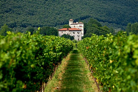 Vigneto a guiot vineyard near Maso Toresella, Toblino, Trentino Alto Adige, Italy, Europe