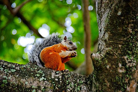 Squirrel, Tamarindo, Republic of Costa Rica, Central America