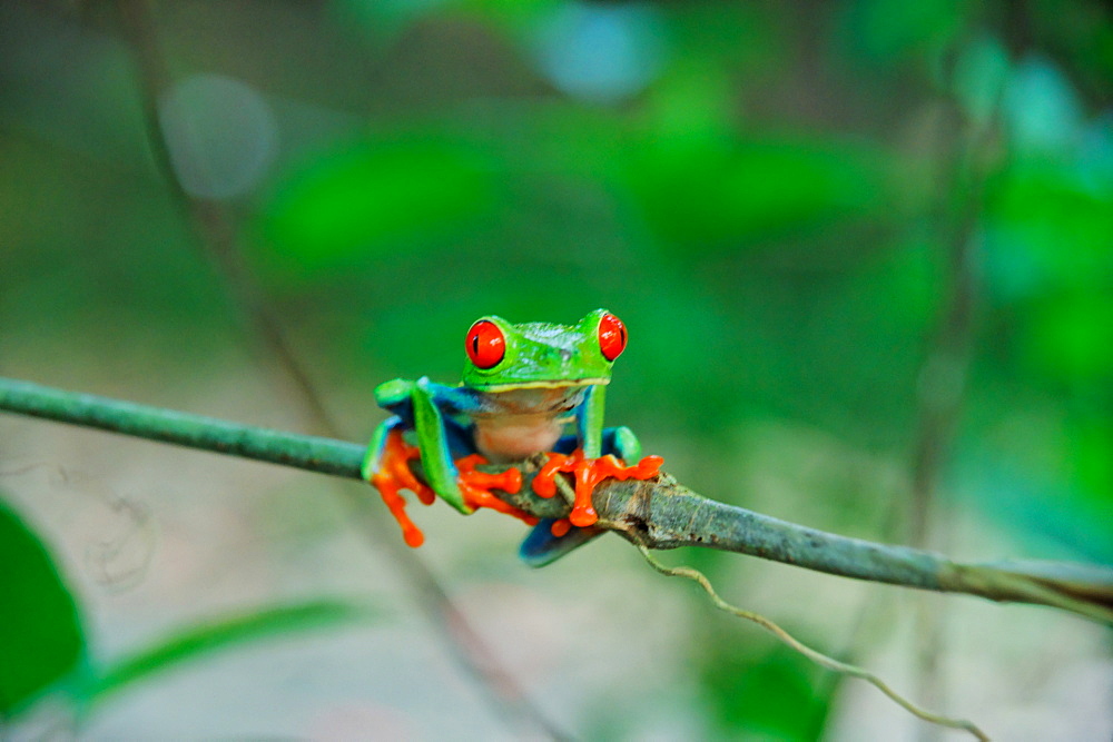 Frog Agalychnis callidryas, La Fortuna, Republic of Costa Rica, Central America