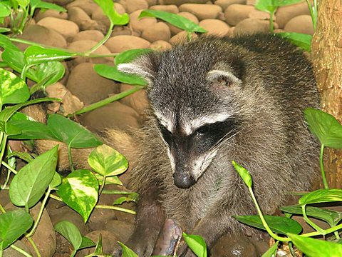 Raccoon, eating, Republic of Costa Rica, Central America