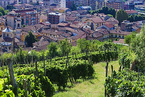 Moscato vineyards on the hills surrounding Canelli, Asti, Piedmont, Italy