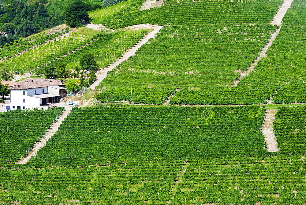 Moscato vineyards on the hills surrounding Canelli, Asti, Piedmont, Italy, Europe