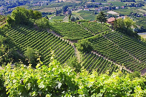 Moscato vineyards on the hills surrounding Canelli, Asti, Piedmont, Italy, Europe