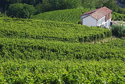 Moscato vineyards on the hills surrounding Canelli, Asti, Piedmont, Italy,Europe