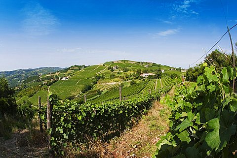 Moscato vineyards on the hills surrounding Canelli, Asti, Piedmont, Italy, Europe