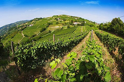 Moscato vineyards on the hills surrounding Canelli, Asti, Piedmont, Italy, Europe