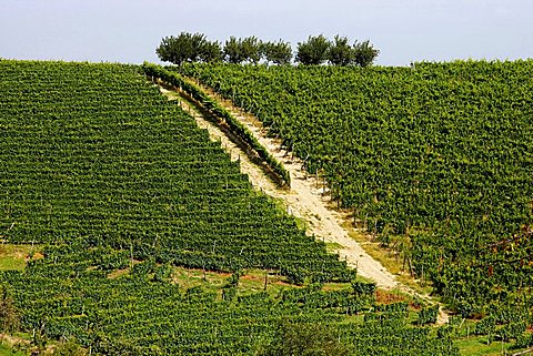 Moscato vineyards on the hills surrounding Canelli, Asti, Piedmont, Italy,Europe