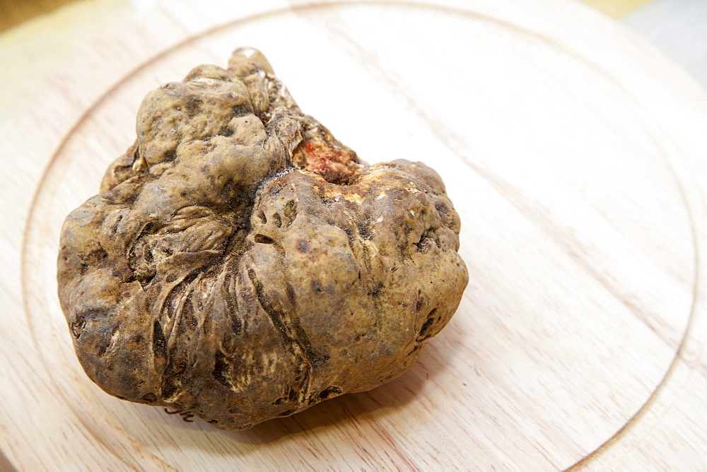 Moncalvo National  Truffle Fair, a nice piece of white truffle (Tuber magnatum) , Asti, Piedmont, Italy, Europe