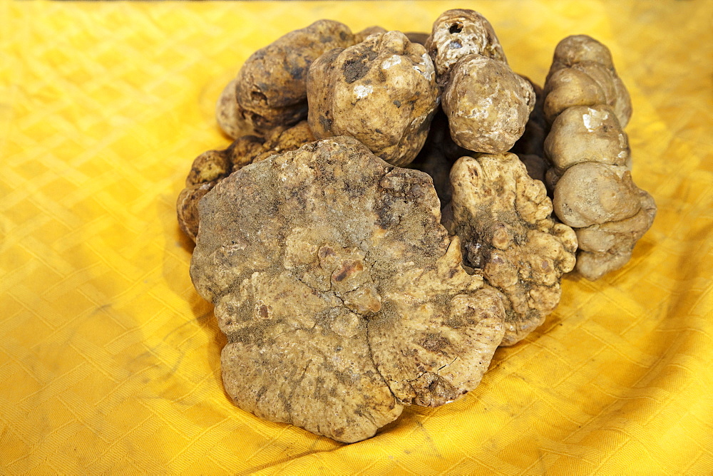 Moncalvo National Truffle Fair, a batch of white truffles (Tuber magnatum) , Asti, Piedmont, Italy, Europe