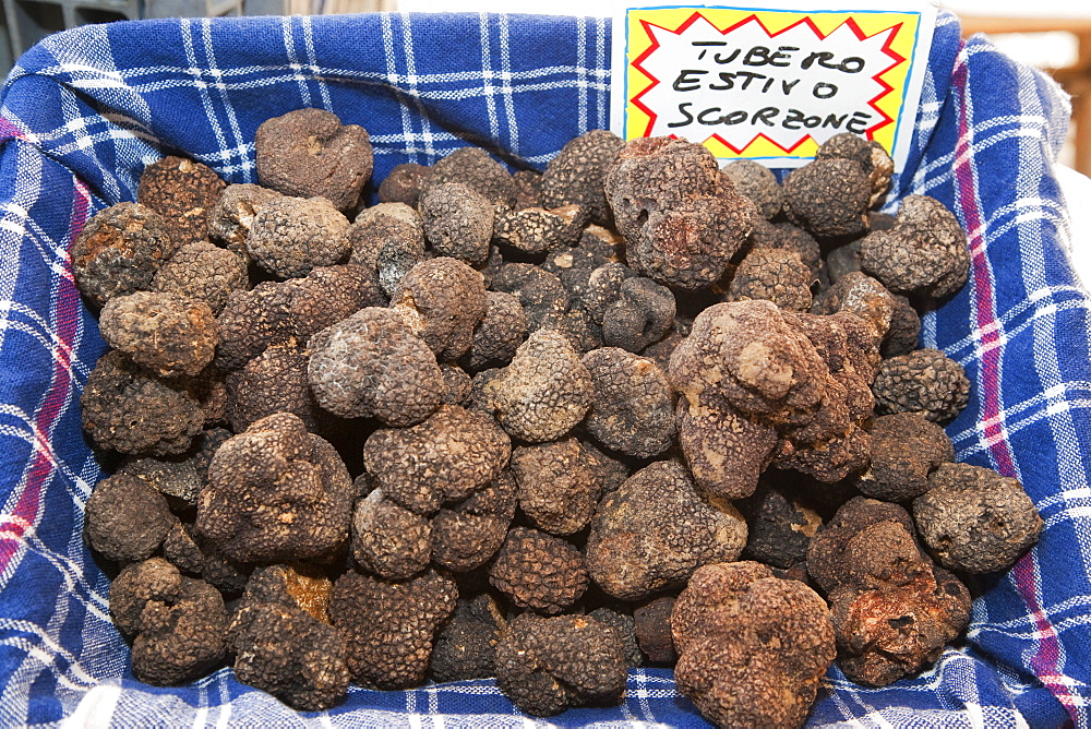 Moncalvo National Truffle Fair, a batch of black summer truffles named Scorzone, Asti, Piedmont, Italy, Europe