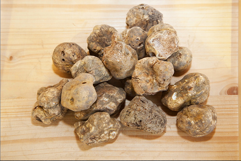 Moncalvo National  Truffle Fair, a batch of white truffles (Tuber magnatum) , Asti, Piedmont, Italy, Europe