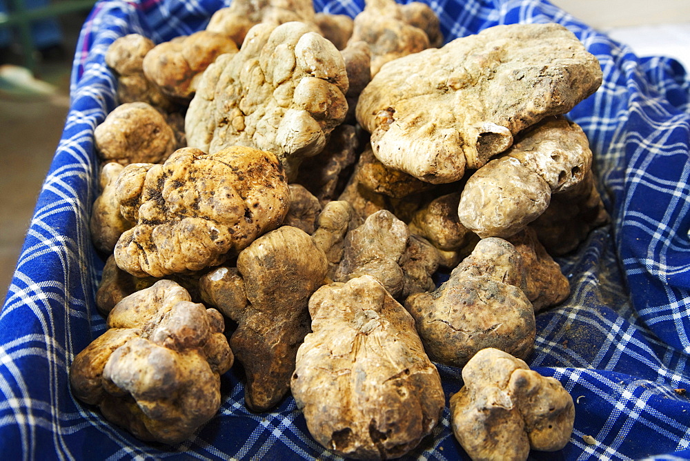 Moncalvo National  Truffle Fair, a batch of  truffles (Tuber magnatum), Asti, Piedmont, Italy, Europe