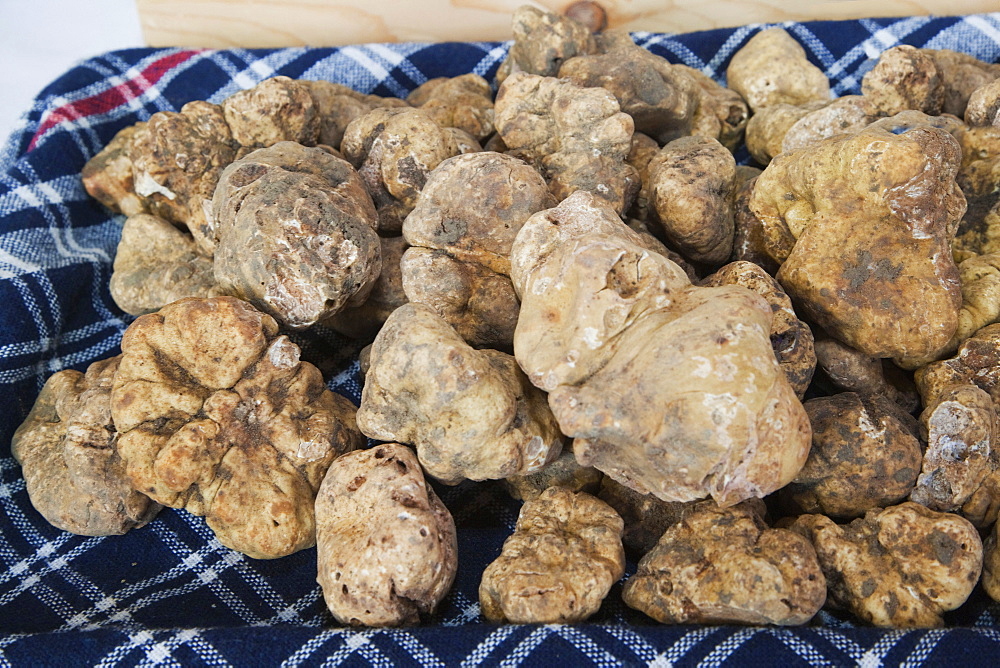 Moncalvo National  Truffle Fair, a batch of  white truffles (Tuber magnatum), Asti, Piedmont, Italy, Europe