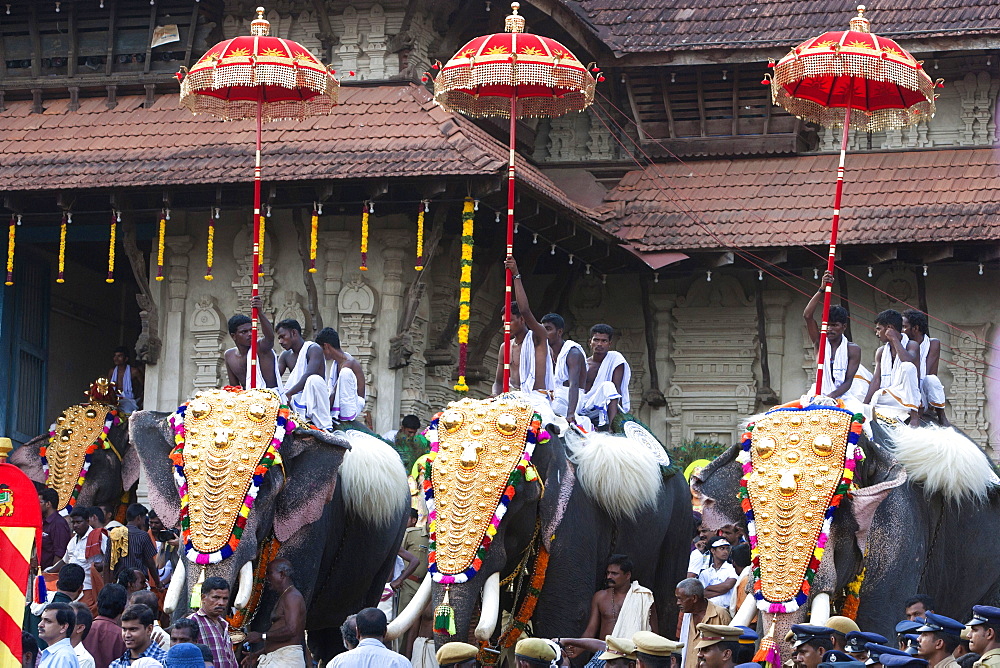 Elephant in front of the Vadakkunnathan Temple, Thrissur Pooram festival, Thrissur, Kerala, India, Asia