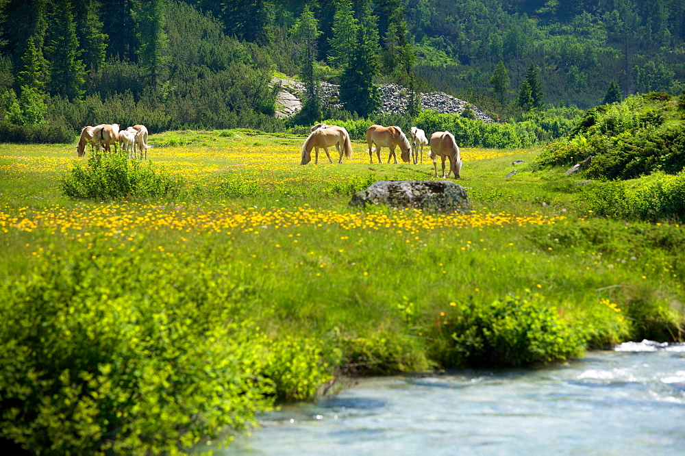 Avelignese or Haflinger horses, Adamello-Brenta Natural Park, Fumo Valley, Val di Daone, Valli Giudicarie, Trentino Alto Adige, Italy, Europe