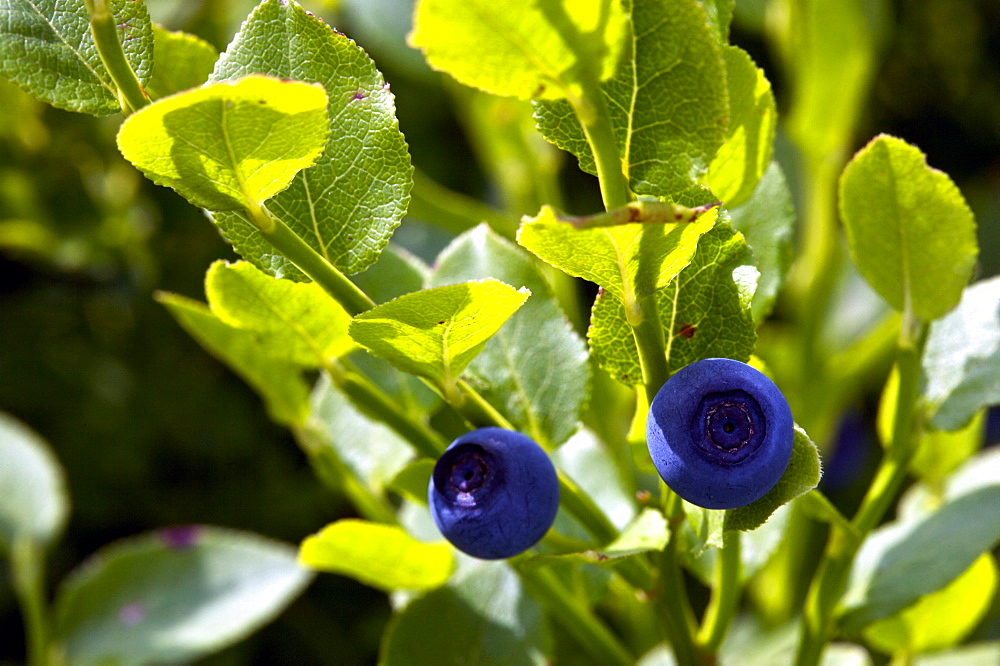 Blueberry, Vaccinium myrtillus, Trentino Alto Adige, Italy, Europe