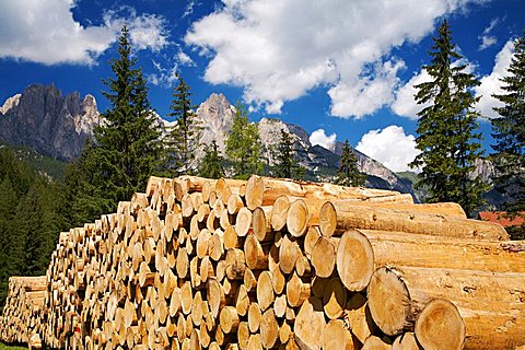 Wooden trunk, in the background the Dolomites mountain, Fassa valley, Trentino Alto Adige, Italy, Europe