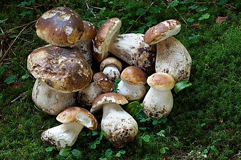 Boletus edulis mushroom, Lessini mountain, Trentino Alto Adige, Italy, Europe