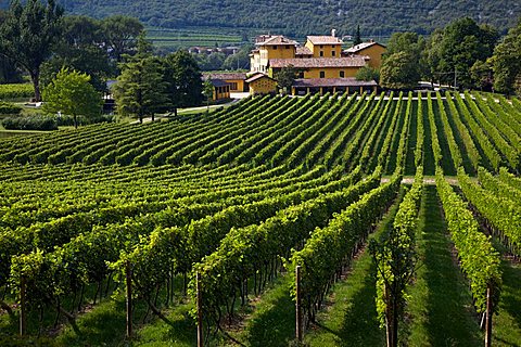 Wineyard, Tenuta San Leonardo, Marchese Guerrieri Gonzaga, Borghetto all'Adige, Vallagarina, Trentino Alto Adige, Italy, Europe