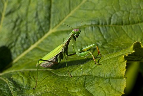 Praying Mantis, Mantis religiosa Linnaeus