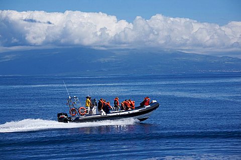 Dolphin watching in Atlantic ocean, Fajal, Azores Island, Portugal, Europe