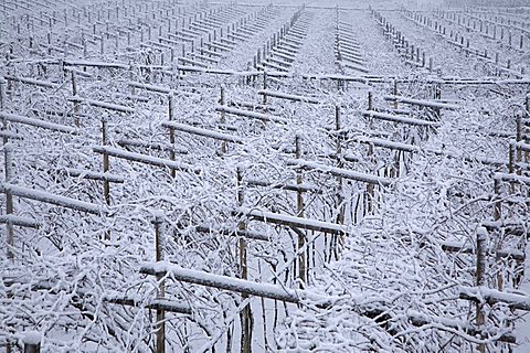 Ala village city during snowfall, Vallagarina, Trentino