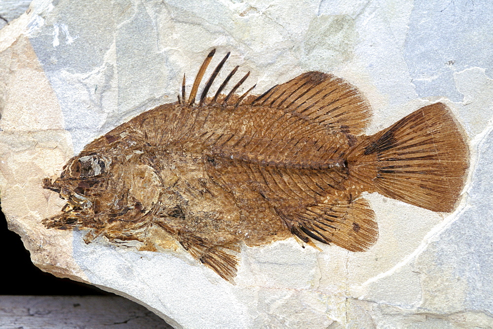 Eolates Gracilis, Bolca, Veneto, Italy