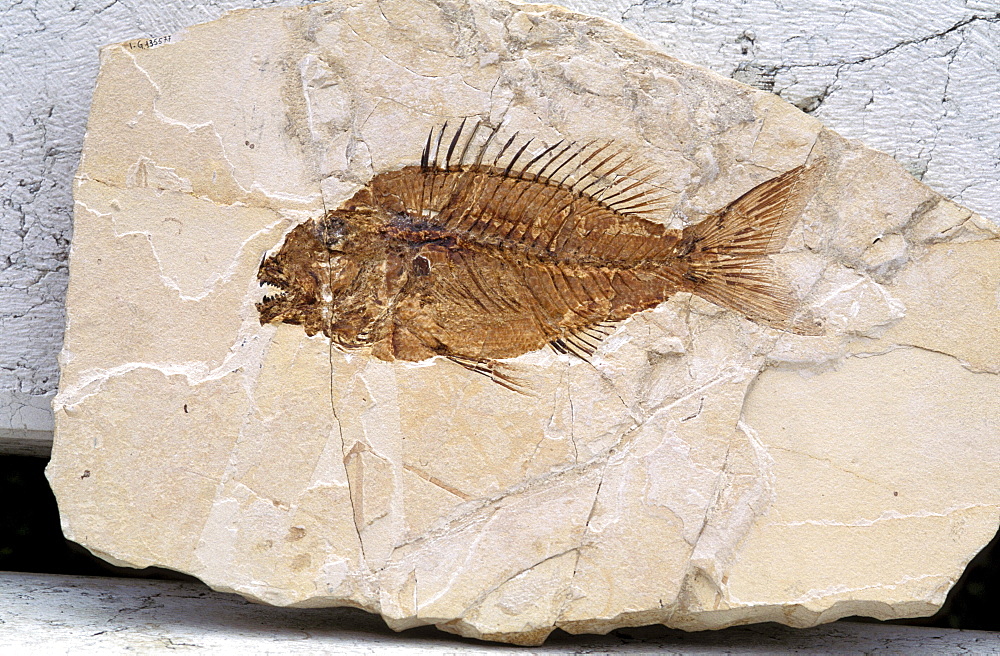 Sparnodus Vulgaris, Dentex, Bolca, Veneto, Italy