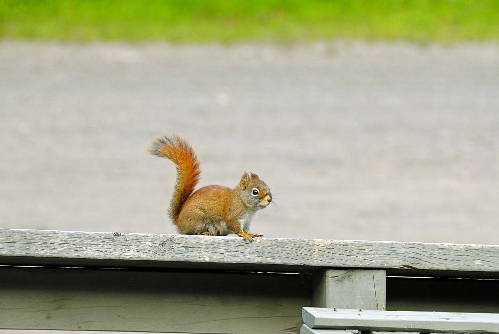 American Red Squirrel, Tamiasciurus hudsonicus, Jacques-Cartier National Park, La Cv¥te-de-Beaupre, Quebec, Canada, North America