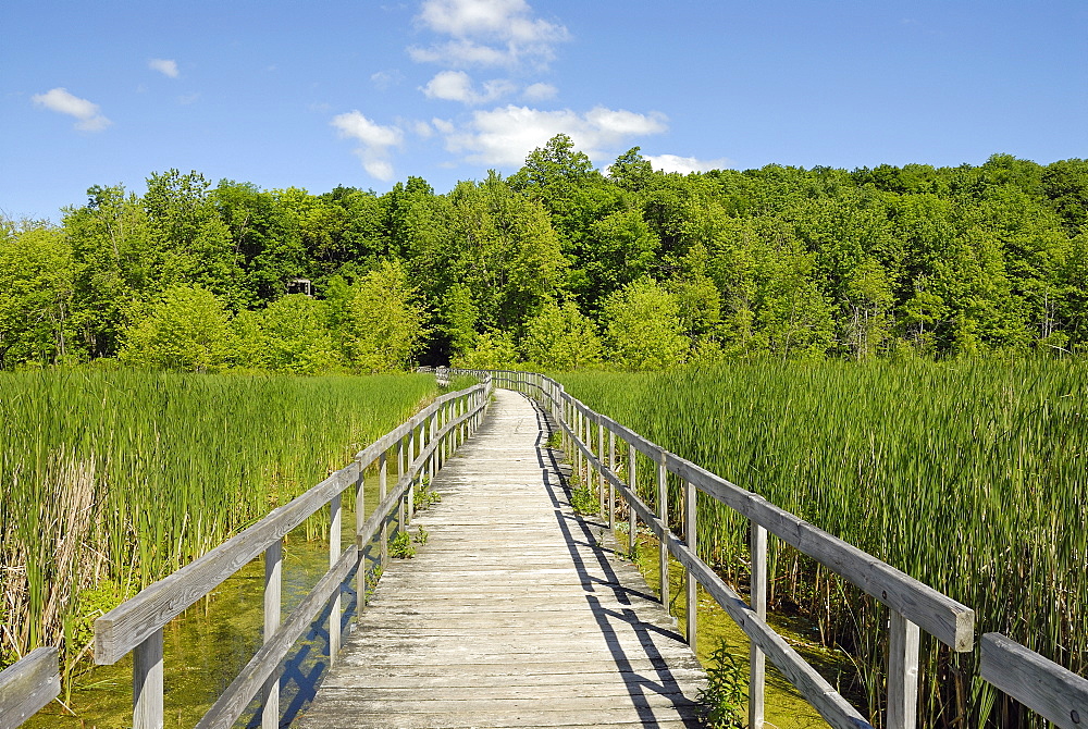 Wood bridge in the swamp, Oka National Park, Quebec, Canada