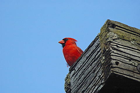 Northern Cardinal, Cardinalis cardinalis, Oka National Park, Quebec, Canada