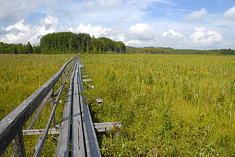 Wood path over the swamp, Siikalahti Park, Lappeenranta, South Karelia, Finland, Scandinavia, Europe