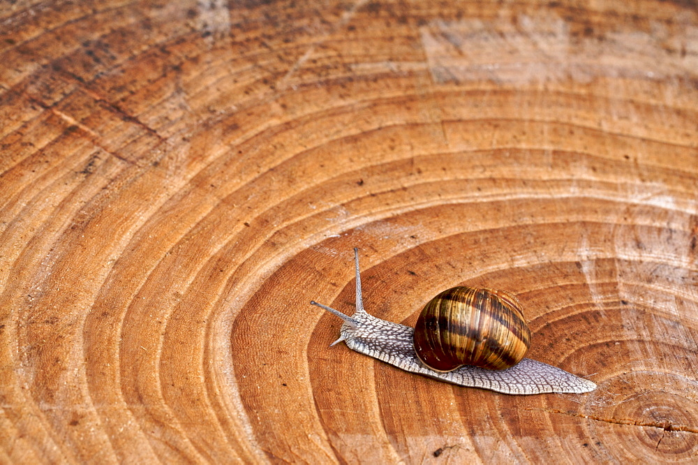 snail on a section of wood, Trentino, Italy, Europe