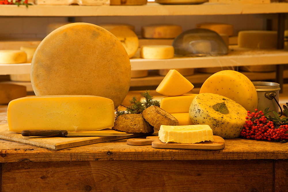 cheese at pasture Arno`, Breguzzo valley, Giudicarie valley, Adamello Brenta Natural Park, Trentino, Italy, Europe