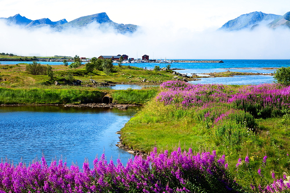 Lofoten, Tussan proximity, wildflowers and fof under the mountain peaks, Norway, Europe