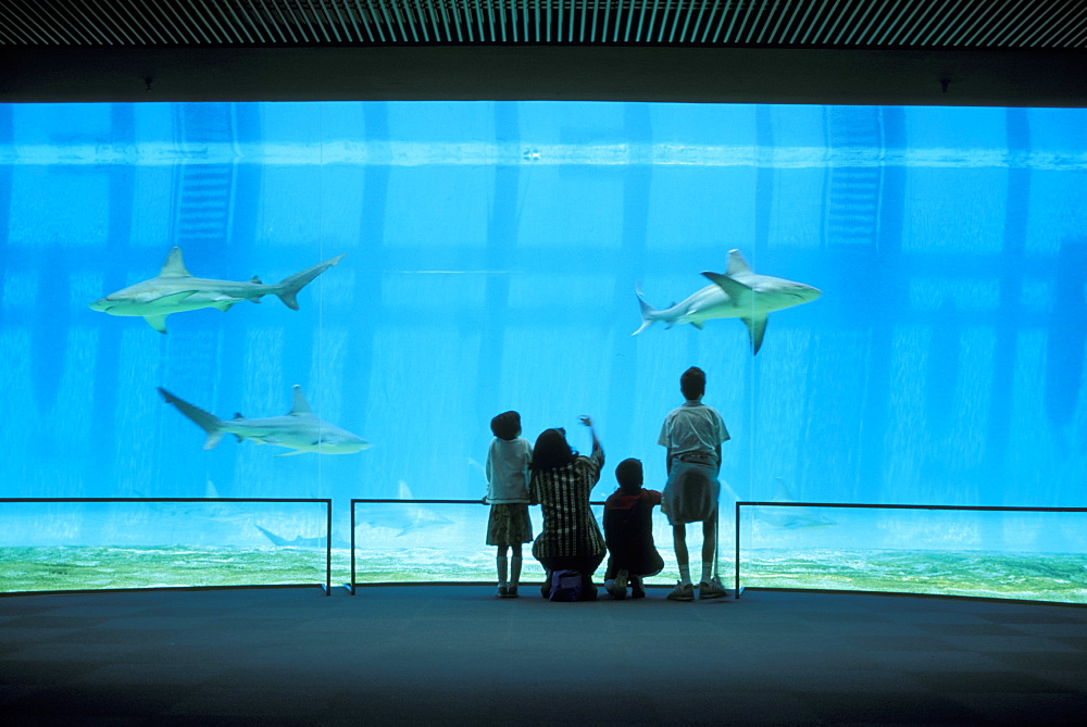 aquarium and sharks, genoa, italy