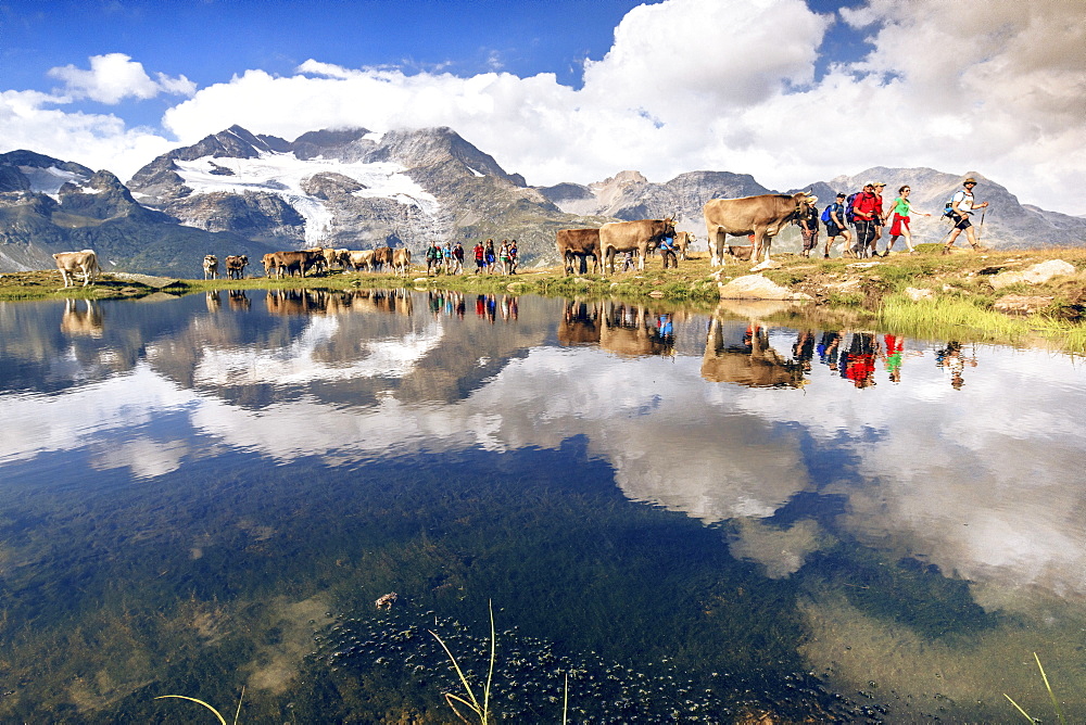 Hikers and cows on the shore of the lake where peaks and clouds are reflected, Bugliet Valley, Bernina, Engadine, Switzerland, Europe